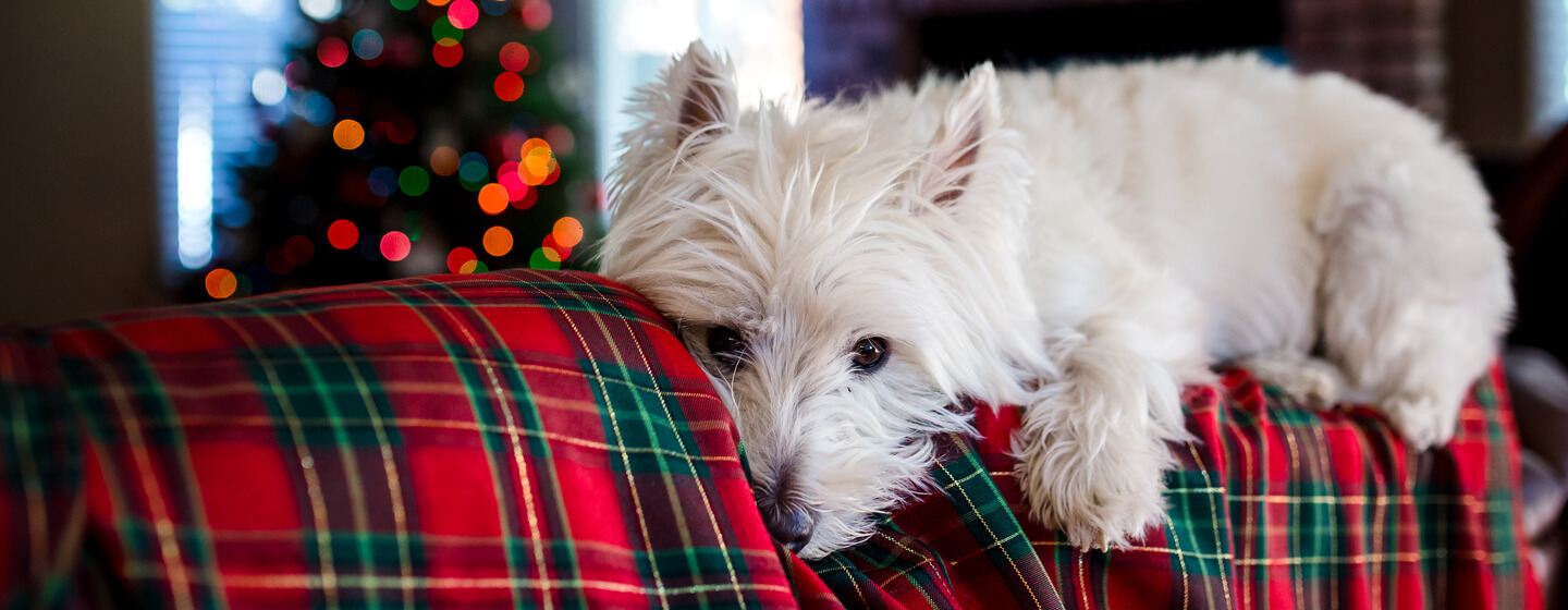 Keeping Your Dog Safe & Happy at Christmas | Purina Keeping Your Dog Safe & Happy at Christmas | Purina