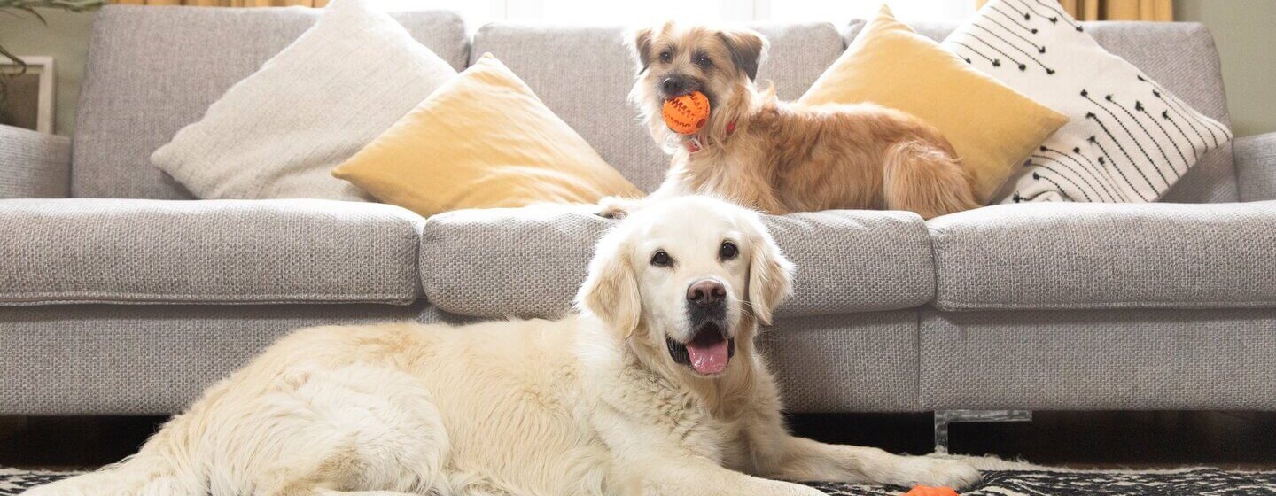 Two light dogs sitting in the living room with a couple of toys.
