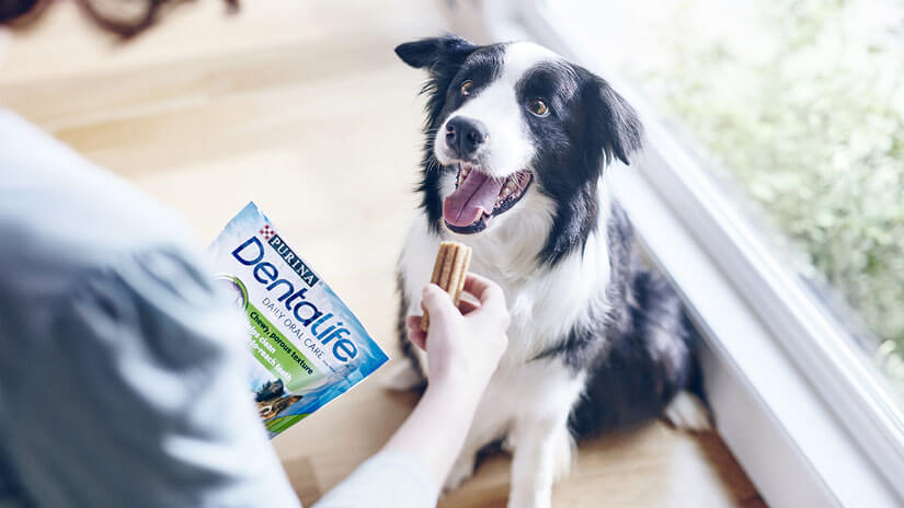 Dentalife dog