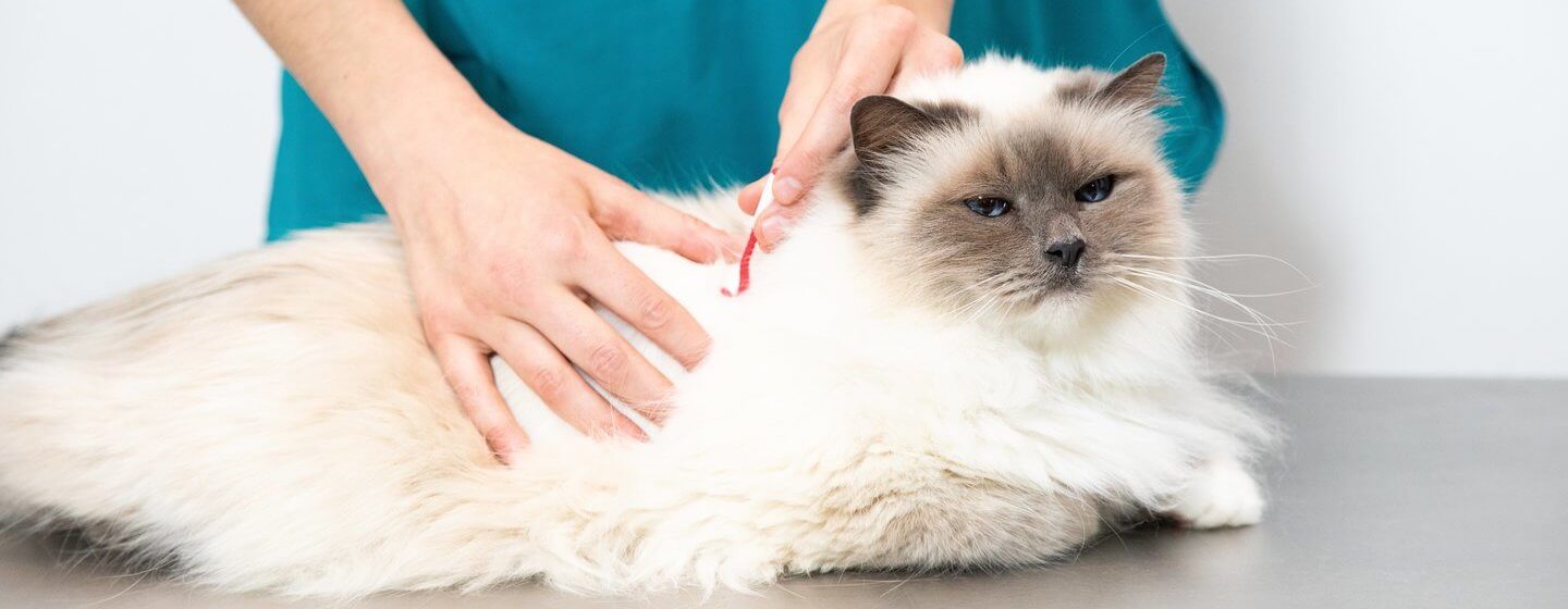 White cat examined by vet.