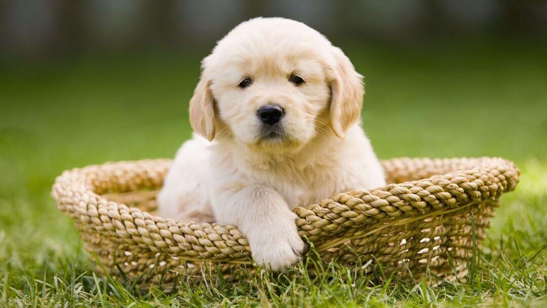 55 Best Black Dog Names: The Ultimate List | Purina 55 Best Black Dog Names: The Ultimate List | Purina