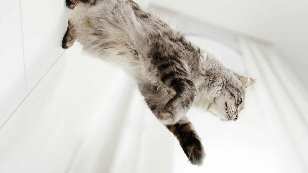 Grey cat jumping down from a cabinet.