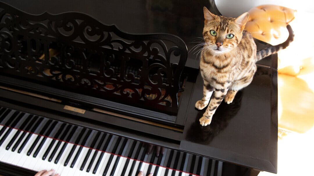 Cats don't like human music — play them this instead