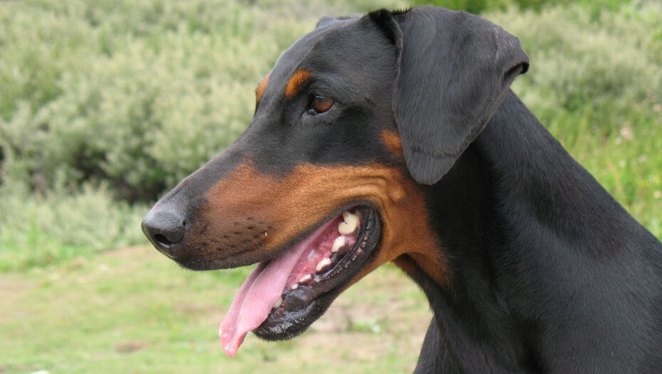 Dobermann Dog Breed Information | Purina