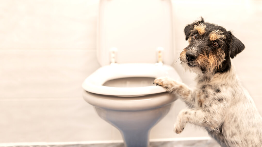 can lack of exercise cause constipation in dogs