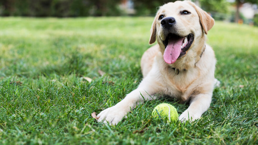 Happy dog with ball