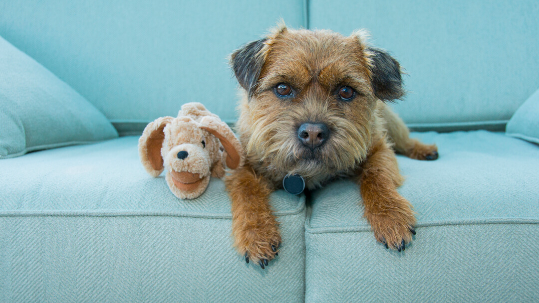 how can you tell if your dog is depressed or lonely