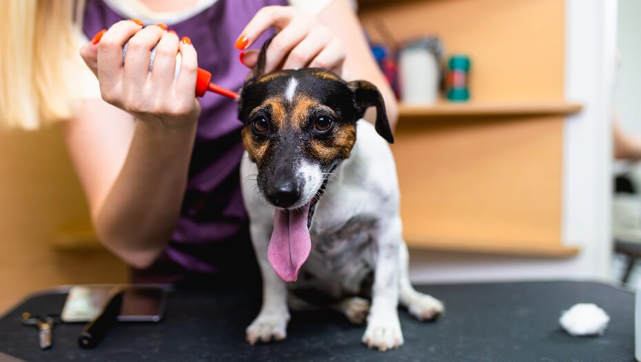 small dog having his ears cleaned