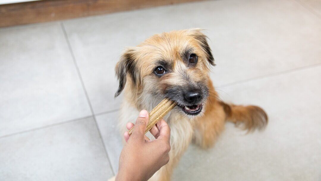 Brown dog chewing on a Dentalife stick