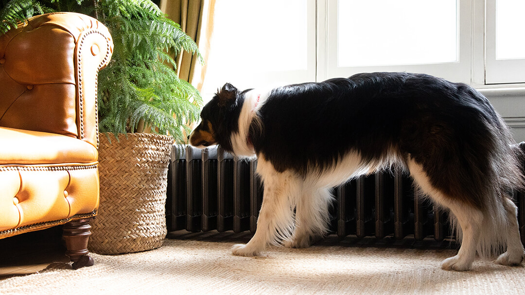 do all dogs stop eating before labor