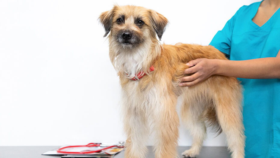 Arthritis In Dogs Symptoms Treatment Purina