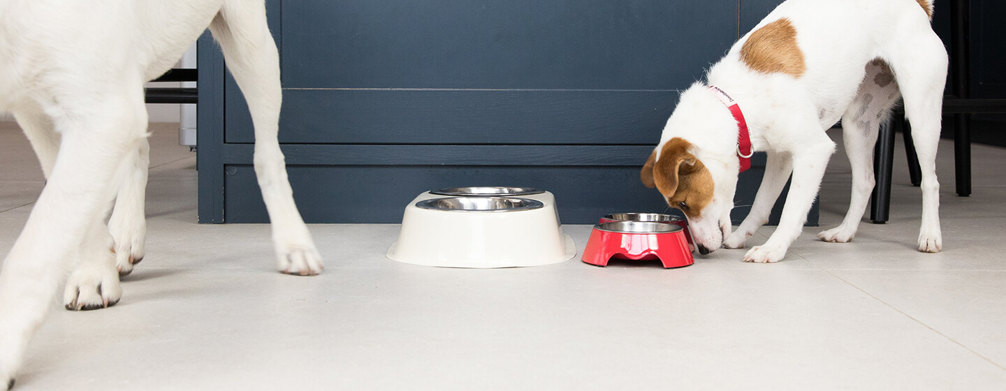 weaning your puppy