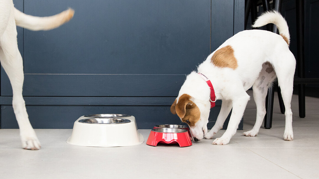 how often should puppies feed off mother