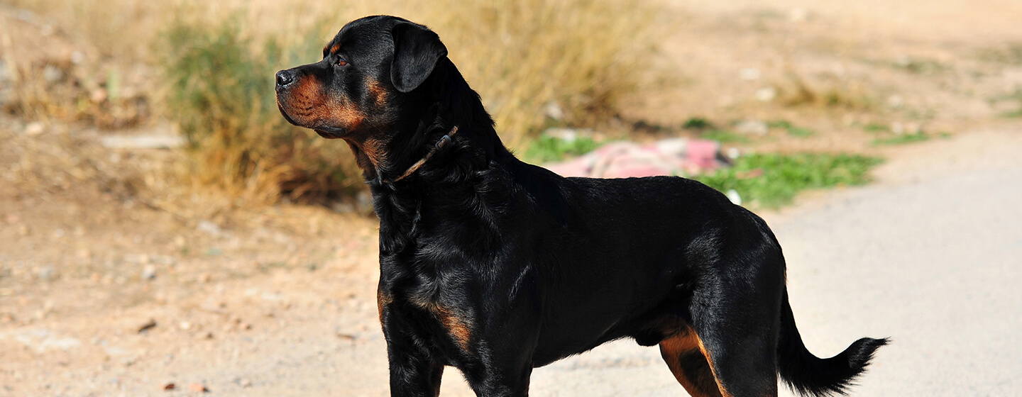 10 of the World's Biggest Dog Breeds Purina