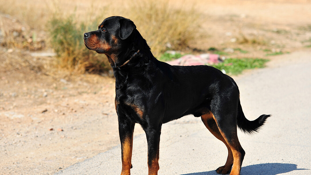 18 of the World's Biggest Dog Breeds