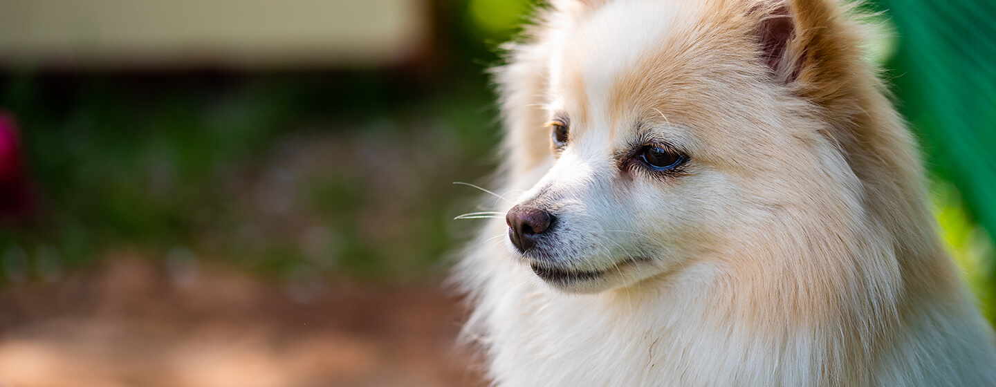 can dogs live with kidney disease