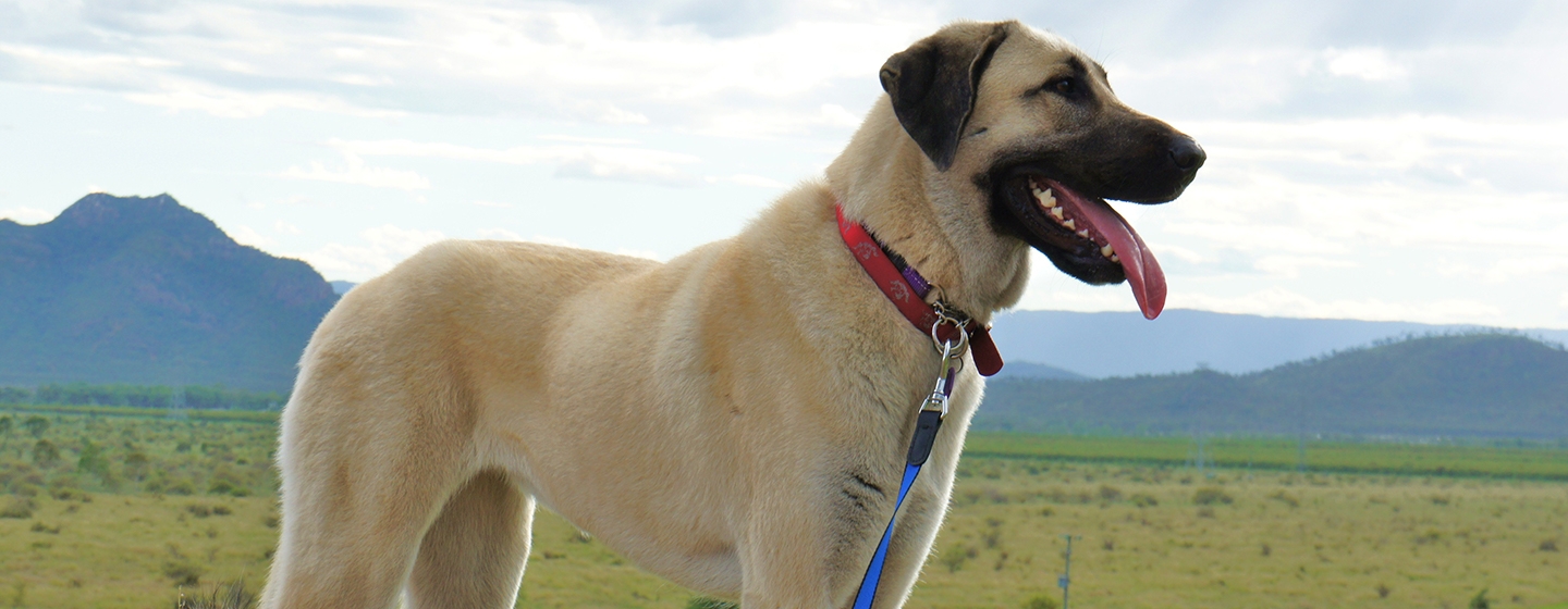 The healthy sales dog