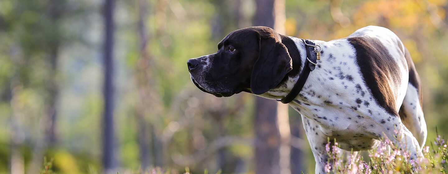 Dog sniffing in the woods