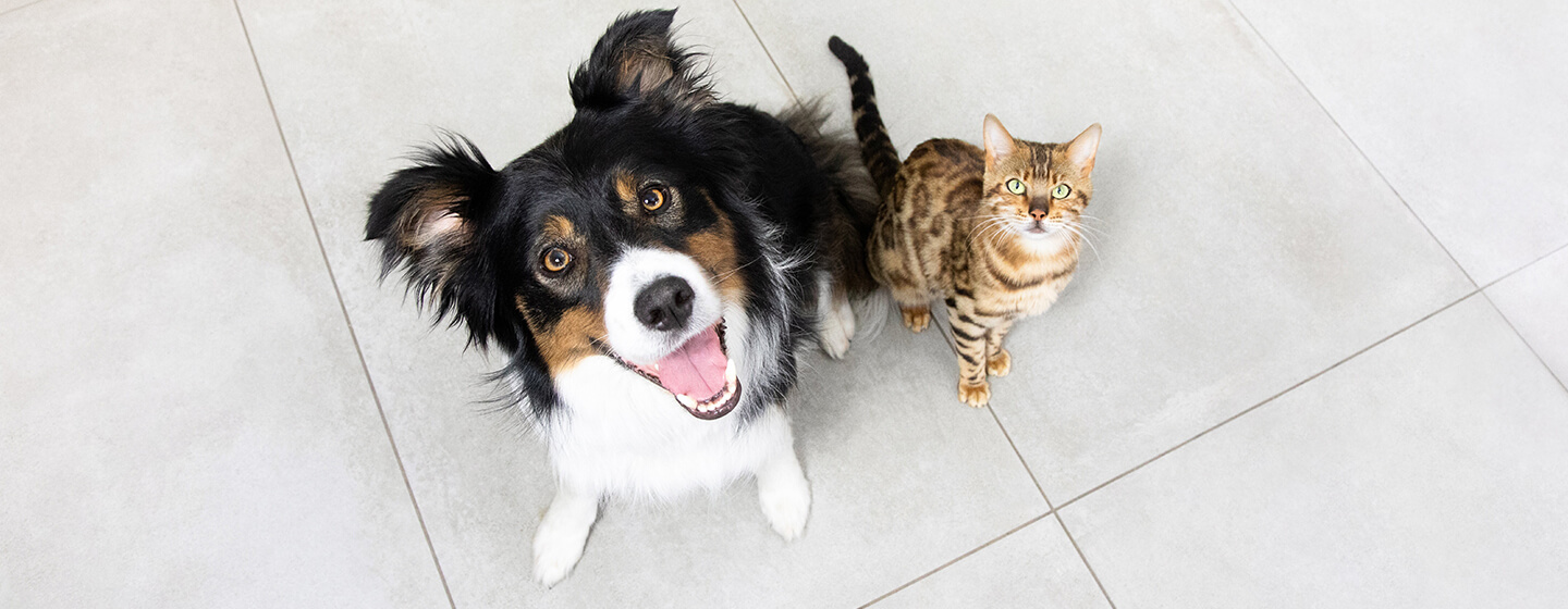 what breed of dog can live with cats