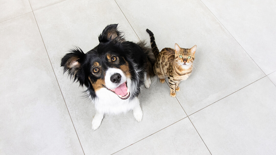 Do Dogs and Cats Really Hate Each Other?