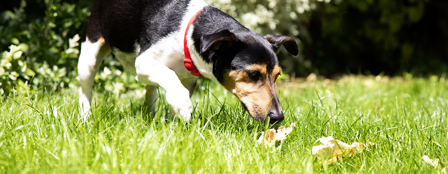 why does my dog bring me poop