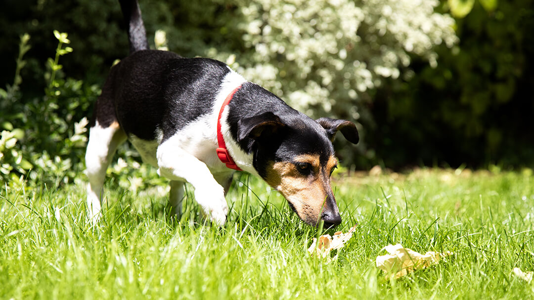 How to Clean Runny Dog Poop off Grass  