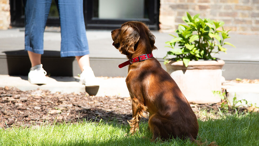 do dogs know when we laugh at them