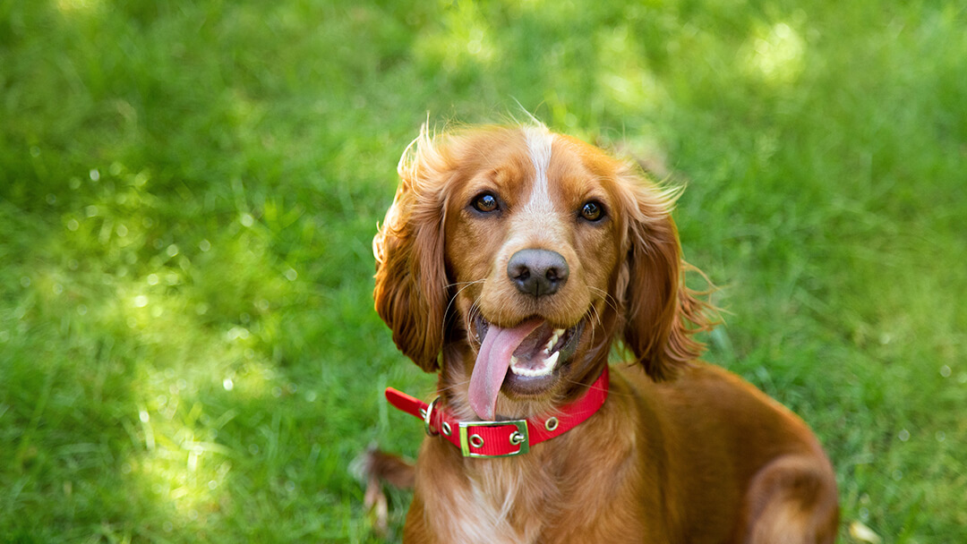 Dog in red collar sitting on grass