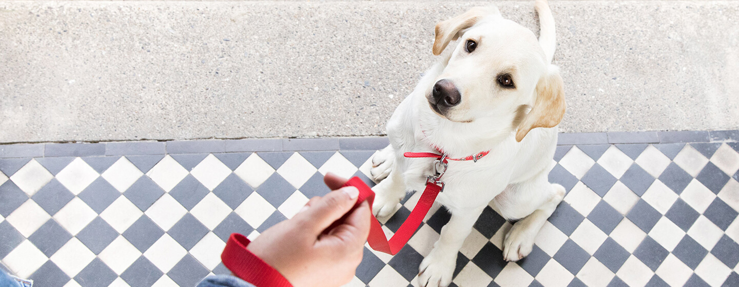 how old should a puppy be to train