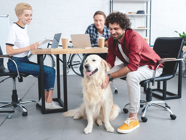 Golden retriever sat at desk with group working