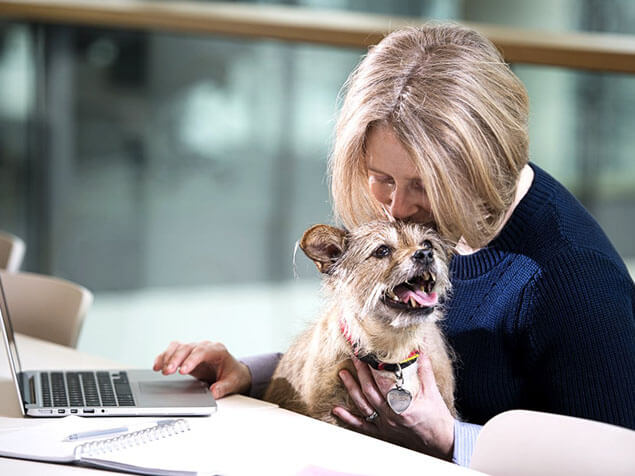 Terrier sat on woman's lap as she works on laptop