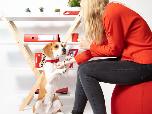 Beagle at a desk with Bonio boxes