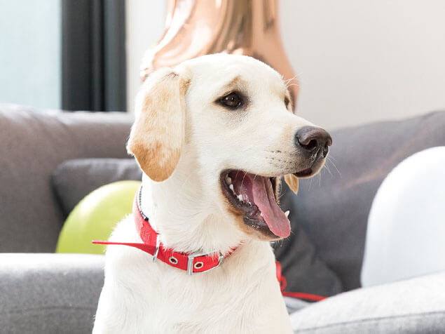 Labrador panting