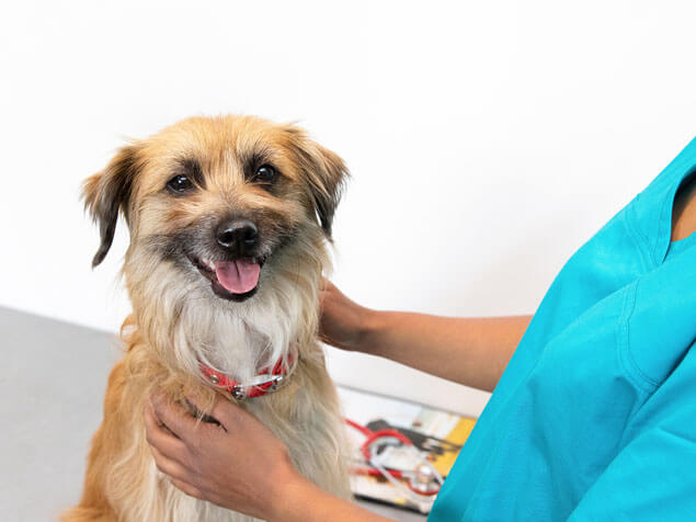 Terrier at the vets