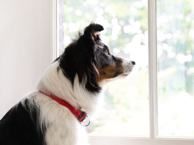 Border Collie looking out of a window