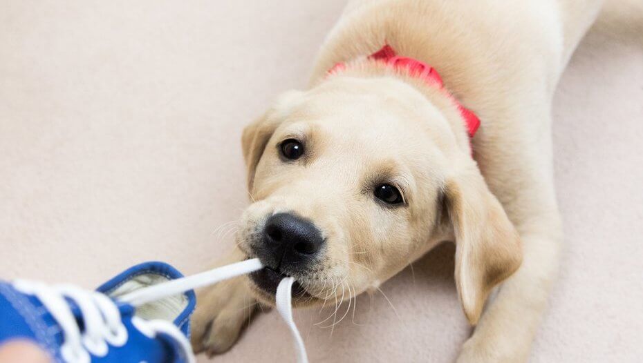 Golden retriever puppy chewing on shoe lace