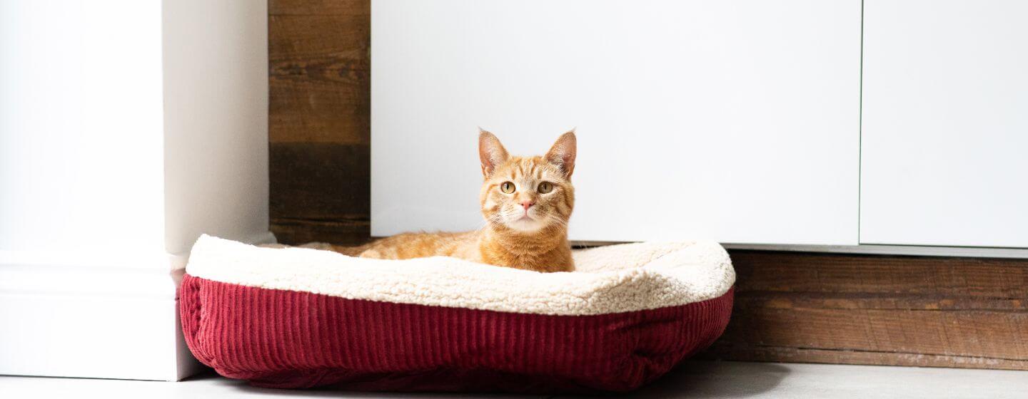 Treatment for fiv online cats