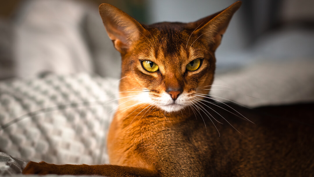 6 Spotted Cat Breeds