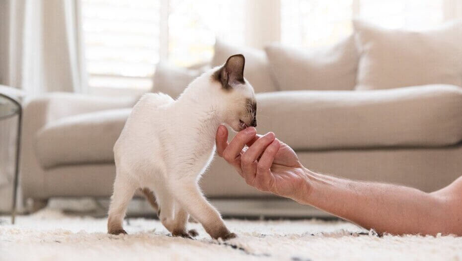 Cat licking owner's hand