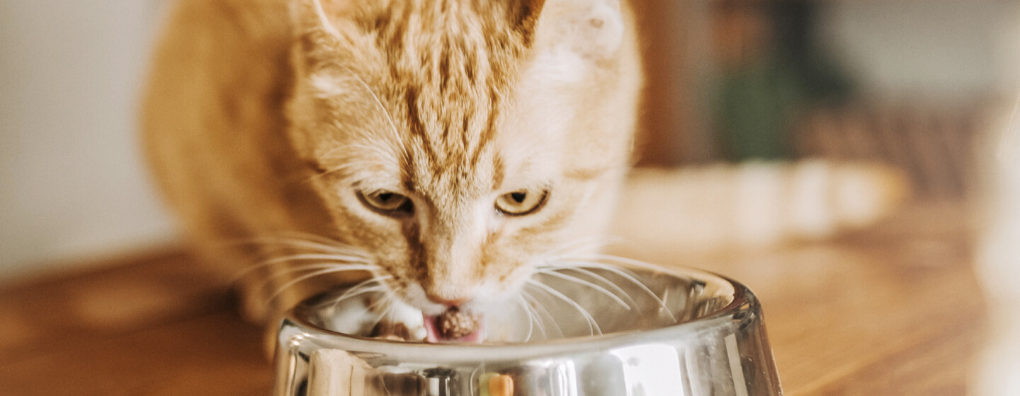 Cat Feeding Guide How Much Should I Feed My Cat Purina