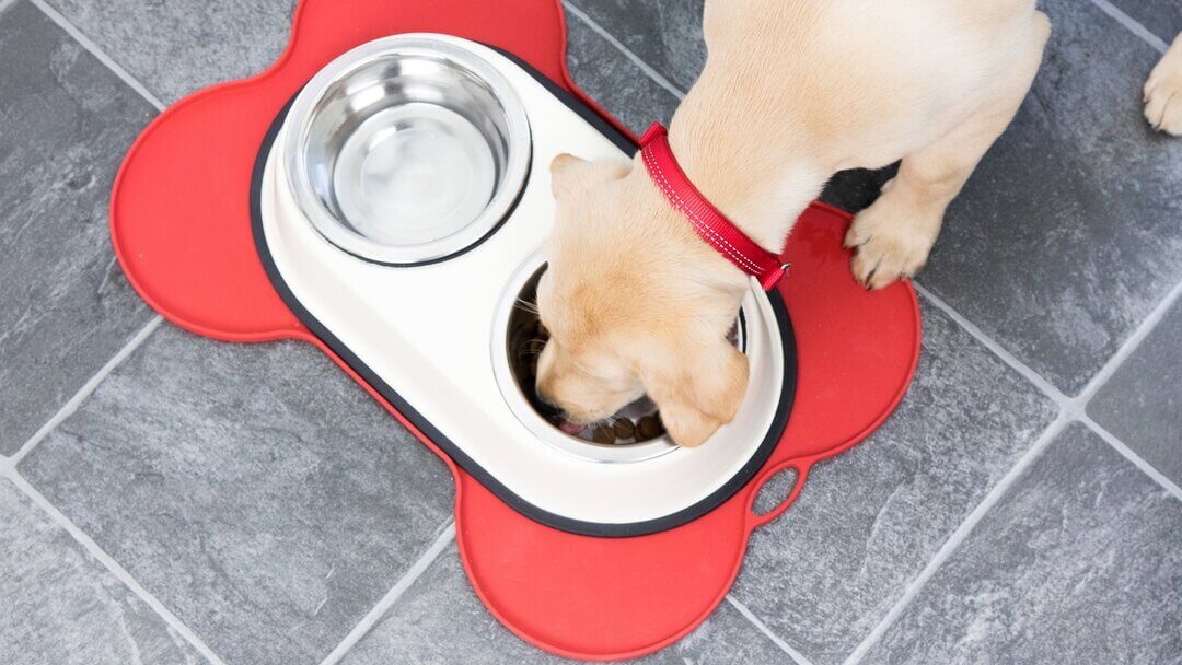 How Much to Feed Your Adult Dog and Puppy 