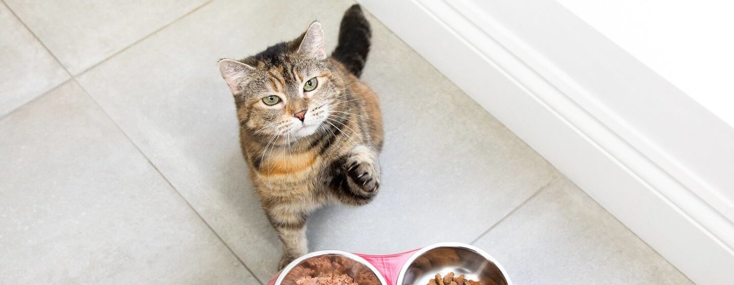 What to Feed Cat If Out of Cat Food? 