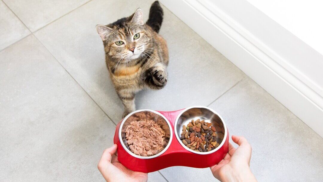 Feeding A Pregnant Cat - Tips & Advice | Purina