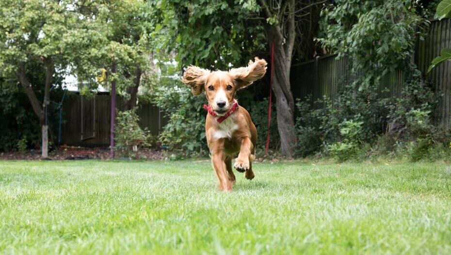Puppy running in a garden