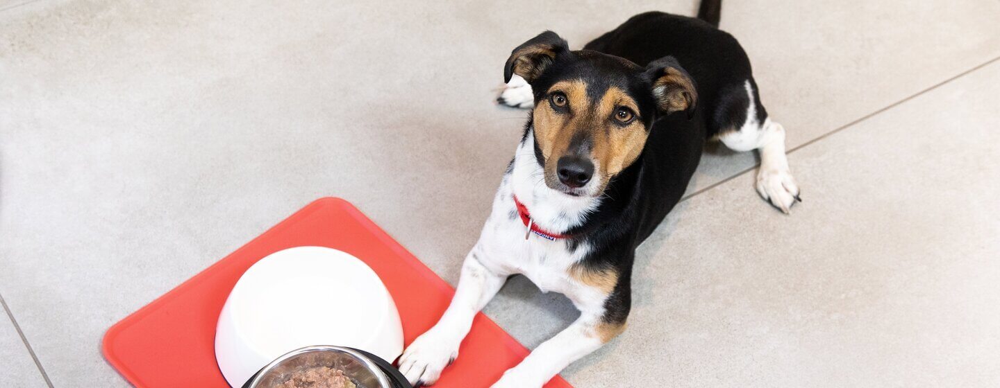 are table scraps good for dogs