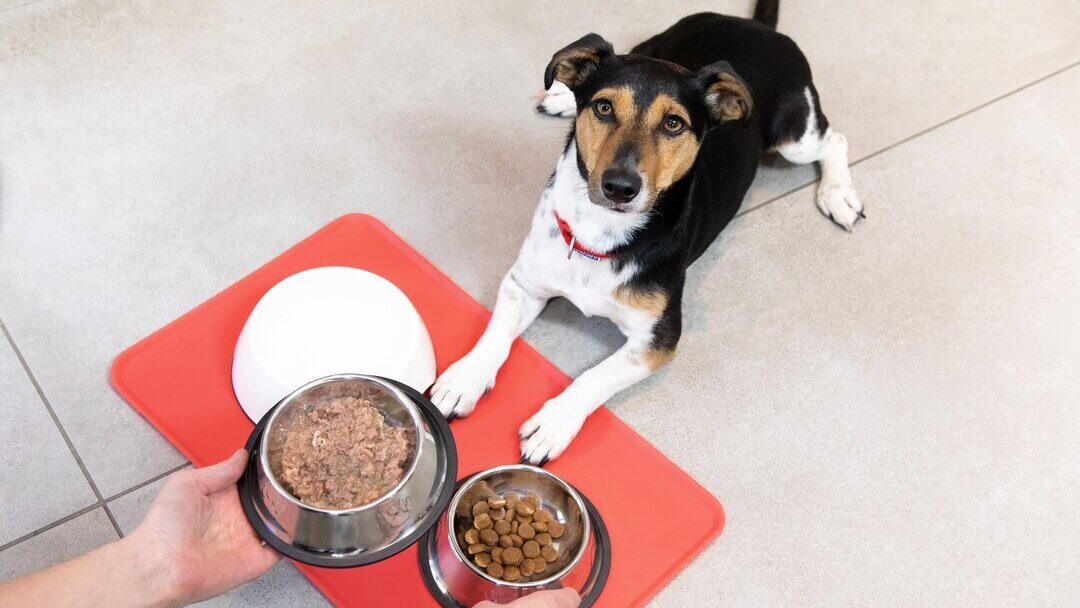 how can i get my dog to eat dog food instead of table food