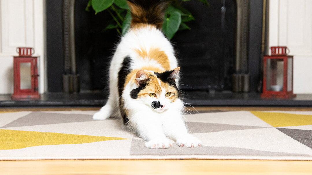 Cat scratching a rug