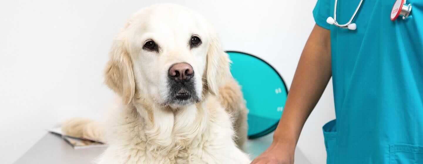 what causes upper gi bleeding in dogs