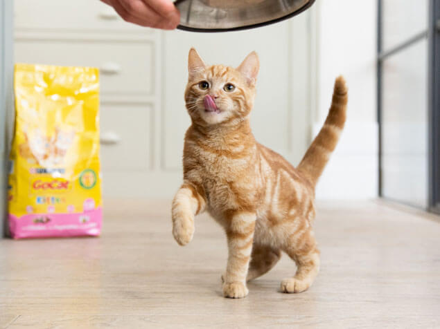 Go-Cat ginger cat