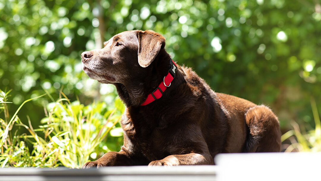 do dogs get more tired when in heat